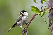 Marsh tit (Parus palustris) sits on a branch and has insects in his beak, Limbach, Burgenland, Austria, Europe