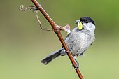 Marsh tit (Parus palustris) sits on a branch and has insects in his beak, Limbach, Burgenland, Austria, Europe