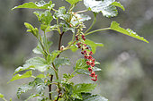 Patagonian currant (Ribes magellanicum), Uvilla or Parilla, Grossulariaceae, Inflorescences in spring, Reserva Nacional Laguna Parrillar, XII Region Magallanes and Chilean Antarctica, Chile