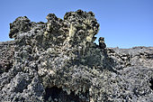 Lichen (Usnea trachycarpa), on lava of Pozos del Diablo crater, Pali Aike National Park, XII Magallanes Region and Chilean Antarctica, Chile