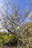 Winter Sweet (Chimonanthus praecox) in bloom in winter