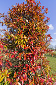 Confederate jasmine (Trachelospermum jasminoides) in winter
