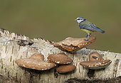Blue tit (Cyanistes caeruleus) perched on a wild mushroom, England