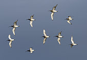 Curlew (Numenius arquata) in flight, England