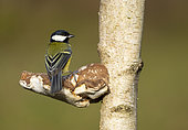 Great Tit (Parus major) perched on a mushroom, England