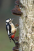 Great spotted woodpecker (Dendrocopos major) perched on mushroom covered birch, England