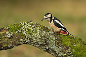 Great spotted woodpecker (Dendrocopos major) perched on a lichen covered oak tree, England