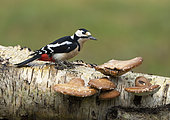Great spotted woodpecker (Dendrocopos major) perched on a mushroom, England