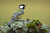Great Tit (Parus major) perched on a branch, England