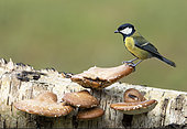 Great Tit (Parus major) perched on a mushroom, England