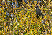 Jackdaw (Corvus monedula) perched amongst autumn leaves, England