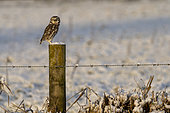 Little owl (Athena noctua) perched on a post covered snow, England