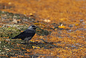 Jackdaw (Corvus monedula) near coloured pine neddle, England