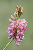 Common Sainfoin (Onobrychs viciifolia) flowers, Ardeche, France