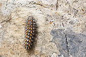Spotted Fritillary (Melitaea didyma), caterpillar on rock, Ardèche, France
