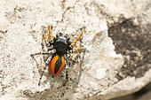 Jumping Spider (Philaeus chrysops) on rock, Ardeche, France