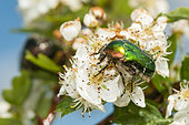 Rose Chafer (Cetonia aurata) on flowers, Ardeche, France