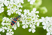 Bee beetle (Trichodes alvearius) on flowers, Ardeche, France