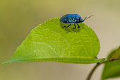 Blue Shieldbug (Zicrona caerulea) on leaf, Ardeche, France