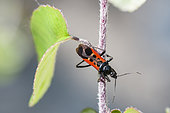 Corsair bug (Peirates stridulus) on a stem, Ardeche, France