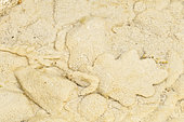 Limestone concretion on oak leaf in water, Ardeche, France