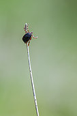 Mediterranean Hyalomma tick (Hyalomma marginatum), invasive species in Mediterranean regions, Ardèche, France