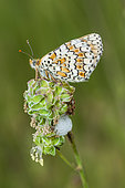 Glanville Fritillary (Melitaea cinxia) on flowers, Ardeche, France