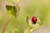 Sevenspotted lady beetle (Coccinella septempunctata) eating aphids, Adeche, France