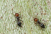 Ant (Crematogaster scutellaris) on bark, Ardeche, France