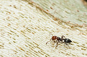Ant (Crematogaster scutellaris) on bark, Ardeche, France