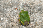 Green shield bug (Palomena prasina) on rock, Ardeche, France