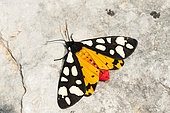 Cream-spot tiger (Arctia villica) on rock, Ardeche, France