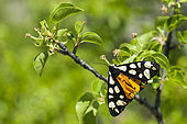 Cream-spot tiger (Arctia villica) on twig, Ardeche, France