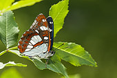 Southern White Admiral (Limenitis reducta) on a leaf, Ardeche, France