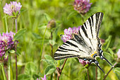 Southern swallowtail (Iphiclides podalirius) on flowers, Ardeche, France