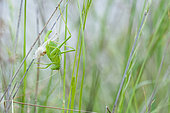 Grasshopper moulting on a stem, Ardèche, France