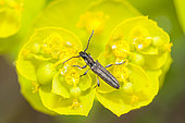 Foraging beetle on euphorbia flower, Ardèche, France