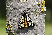 Cream-spot tiger (Arctia villica) on bark, Ardeche, France