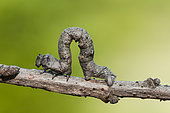 Geometrid caterpillar (Geometridae sp) on a twig, Païolive forest, Ardèche, France