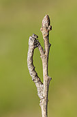 Geometrid caterpillar (Geometridae sp) on a twig, Païolive forest, Ardèche, France