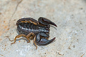 European yellow tailed scorpion (Tetratrichobothrius flavicaudis) on rock, Païolive forest, Ardèche, France