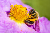 Honey bee (Apis mellifera) on Grey-leaved cistus (Cistus albidus) flower, Ardèche, France
