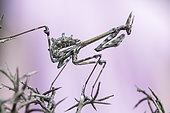 Conehead Mantis (Empusa pennata) on thorns, Ardeche, France