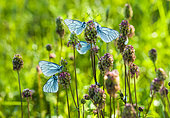 Black-veined White (Aporia crataegi), dormitory, Ardeche, France