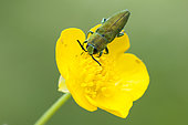Metalic Wood-boring Beetle (Anthaxia hungarica) on yellow buttercup flower, Ardèche, France