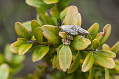 Crambus (Chrysocrambus craterellus) mating on box tree leaves, Ardeche, france