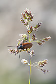 Comb-clawed beetle (Omophlus lepturoides) on a grass (poaceae) in the scrubland, Ardèche, France