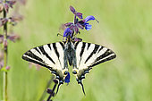 Southern swallowtail (Iphiclides podalirius) on sage flower, Ardeche, France