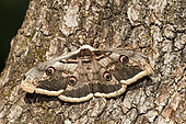 Giant peacock moth (Saturnia pyri) on bark, Ardeche, France