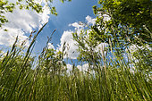 Tall grass in a meadow near the Dent de Rez, Gogne, Ardèche, France